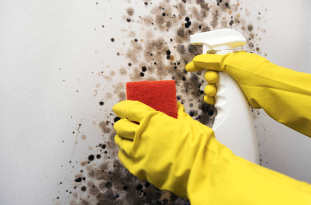 Best Bathroom Mold Remediation in USA